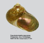 Pseudostomatella papyracea